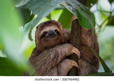 Sloth sitting in a tree smiling