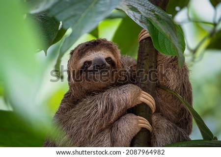 Sloth sitting in a tree smiling