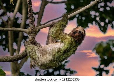A sloth smiling at the camera while hanging in the Costa Rican jungle. Really cute sloth looking directly to camera while is smiling.