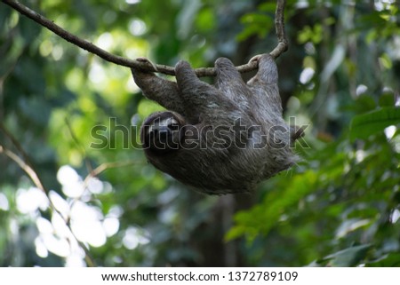 A sloth smiling at the camera while hanging in the Costa Rican jungle. Really cute sloth looking directly to camera while is smiling.