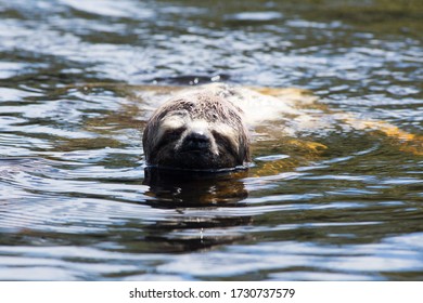 Sloth Swimming In A River In The Amazon Rain Forest