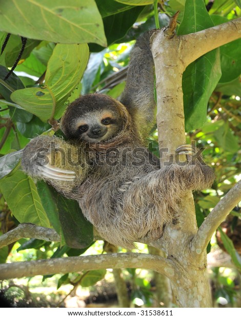 sloth,\
three toe juvenile or baby in mango tree, cahuita, costa rica ,\
latin america, exotic mammal in tropical\
jungle