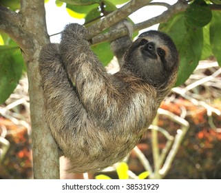 sloth, three toe male juvenile hanging in tree in tropical rainforest jungle, cahuita, costa rica, central america. latin american countries call them osos perezosos which means lazy bear