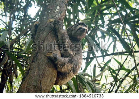Sloth. A three-toed sloth, native to the Amazon Rainforest. Exotic mammal in tropical jungle