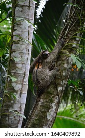 Sloth In Tree On Chagres River