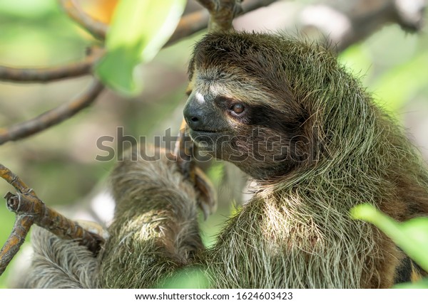 A Sloth in a tree on Sloth Island, near Bocas del Toro,\
Panama. 