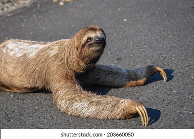 Sloth trying to cross the road at Corcovado National Park, Costa Rica.