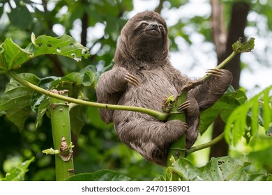 Sloths are fascinating creatures! They're known for their slow movement and leisurely lifestyle, spending most of their time hanging upside down in trees.