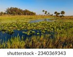 A slough with aquatic grasses and pond lilies flows through the dry prairie at Kissimmee Prairie Preserve State Park in central Florida. The slough is a wetland habitat for wildlife. Horizontal 