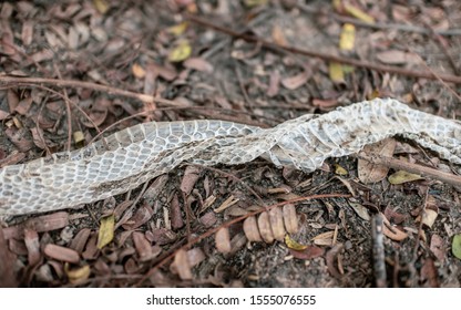 787 Snake slough Images, Stock Photos & Vectors | Shutterstock