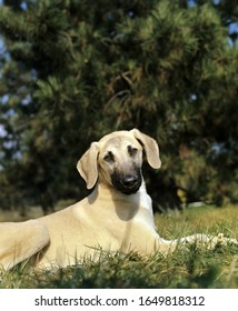 Sloughi Dog, Adult Laying On Grass  