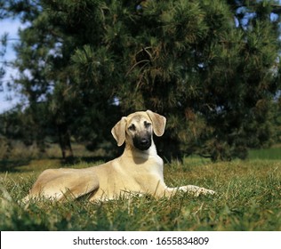 Sloughi Dog, Pup Laying On Grass  