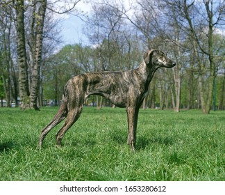 Sloughi Dog Standing On Grass  