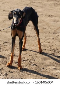 Sloughi  Dog In Sudan Khartoum 