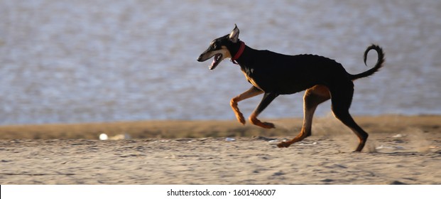 Sloughi  Dog In Sudan Khartoum 