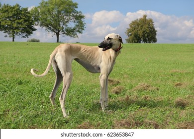 Sloughi Stand In The Park