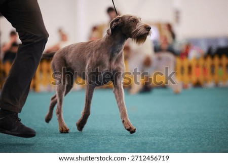 Slovak Rough-Haired Pointer Standing Proudly with Strong Working Expression
