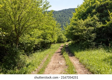 Slovakia Summer Walk Nature, Forest Path 