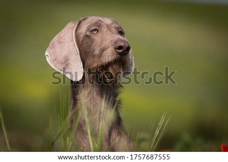Slovakian Roughhaired Pointer Portrait grain