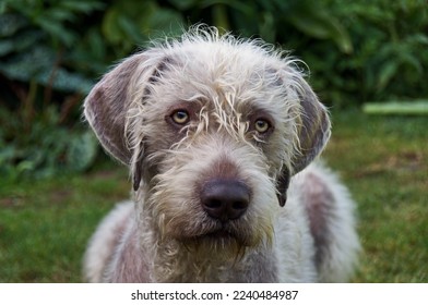 Slovakian Wirehaired Pointer in the garden