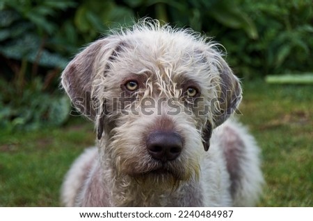 Slovakian Wirehaired Pointer in the garden