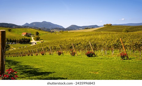 Slovenia -  a view of  famous vineyard in  Skalce, Slovenske Konjice. Scenic, panoramic view of vineyards in sunny day - Powered by Shutterstock