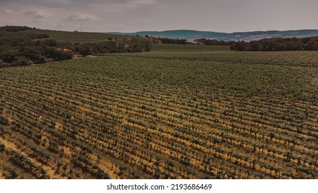 Slovenia Wine Road. Travel In Europe.