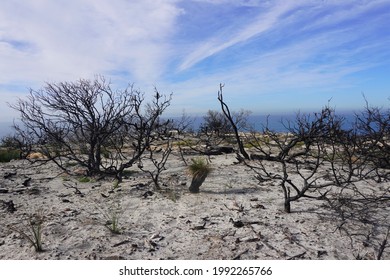 Slow Bushfire Recovery At North Head Sanctuary