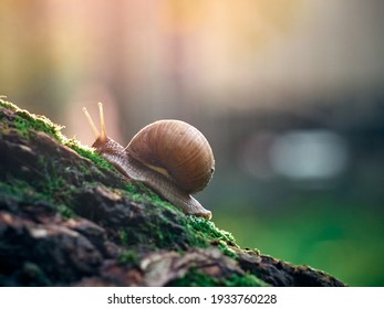 A Slow Grape Snail Crawls Up The Bark Of A Tree Overgrown With Moss. Beautiful Bokeh In The Background.