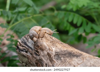 A slow grape snail crawls up the bark of a tree. Wild snail in natural habitat. - Powered by Shutterstock