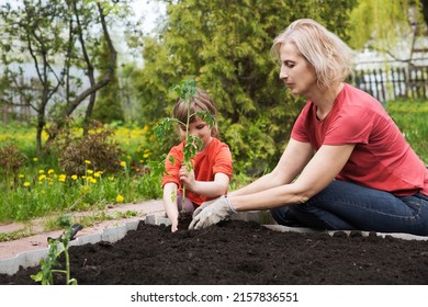  Slow Life. Pastoral Life. Enjoy The Little Things. Favorite Family Hobby. Mom And Child Daughter Planting Seedling In Ground In Garden. Kid Helps In The Home Garden. Slow Life. Eco-friendly