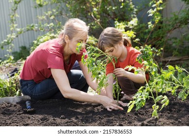  Slow Life. Pastoral Life. Enjoy The Little Things. Favorite Family Hobby. Mom And Child Daughter Planting Seedling In Ground In Garden. Kid Helps In The Home Garden. Slow Life. Eco-friendly