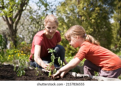  Slow Life. Pastoral Life. Enjoy The Little Things. Favorite Family Hobby. Mom And Child Daughter Planting Seedling In Ground In Garden. Kid Helps In The Home Garden. Slow Life. Eco-friendly