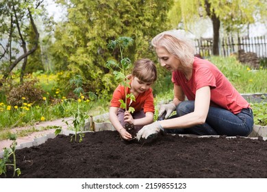  Slow Life. Pastoral Life. Enjoy The Little Things. Favorite Family Hobby. Mom And Child Daughter Planting Seedling In Ground In Garden. Kid Helps In The Home Garden. Slow Life. Eco-friendly