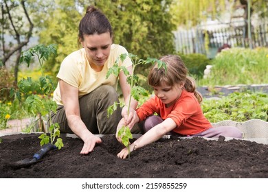  Slow Life. Pastoral Life. Enjoy The Little Things. Favorite Family Hobby. Mom And Child Daughter Planting Seedling In Ground In Garden. Kid Helps In The Home Garden. Slow Life. Eco-friendly