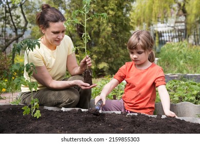  Slow Life. Pastoral Life. Enjoy The Little Things. Favorite Family Hobby. Mom And Child Daughter Planting Seedling In Ground In Garden. Kid Helps In The Home Garden. Slow Life. Eco-friendly