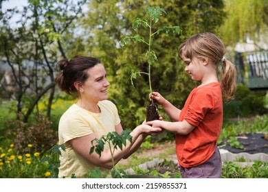  Slow Life. Pastoral Life. Enjoy The Little Things. Favorite Family Hobby. Mom And Child Daughter Planting Seedling In Ground In Garden. Kid Helps In The Home Garden. Slow Life. Eco-friendly