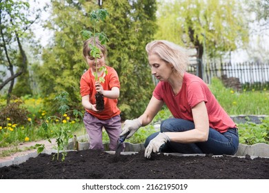  Slow Life. Pastoral Life. Enjoy The Little Things. Favorite Family Hobby. Mom And Child Daughter Planting Seedling In Ground In Garden. Kid Helps In The Home Garden. Slow Life. Eco-friendly