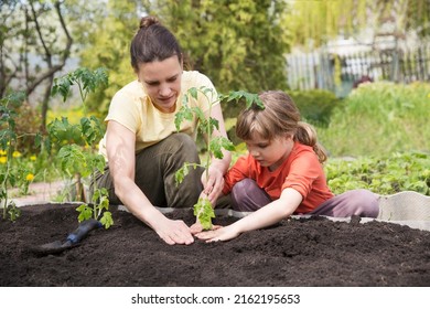  Slow Life. Pastoral Life. Enjoy The Little Things. Favorite Family Hobby. Mom And Child Daughter Planting Seedling In Ground In Garden. Kid Helps In The Home Garden. Slow Life. Eco-friendly