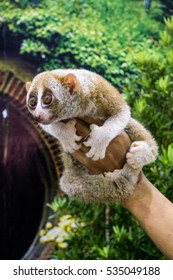 Slow Loris