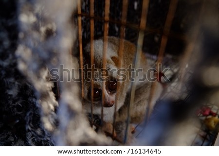 Slow loris