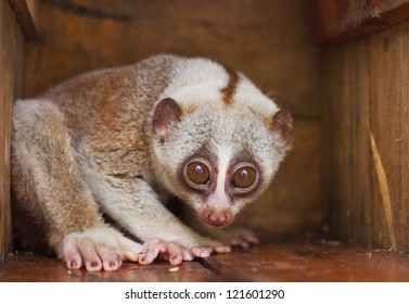 Slow Loris Monkey