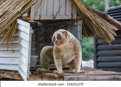 Slow Loris Monkey 