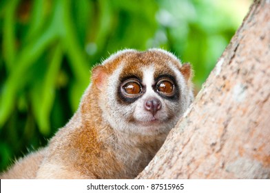 Slow Loris Monkey