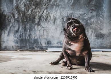 Slow Motion Blurred Show The Motion Of The Black French Bulldog Shaking His Head With Concrete Wall Loft Style Background. Funny Dog