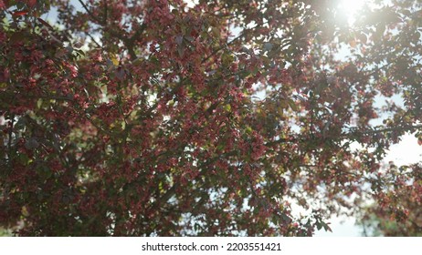 Slow Motion Gimbal Shot Of Red Apple Tree Blossom In Late Sprink Or Early Summer, 120fps