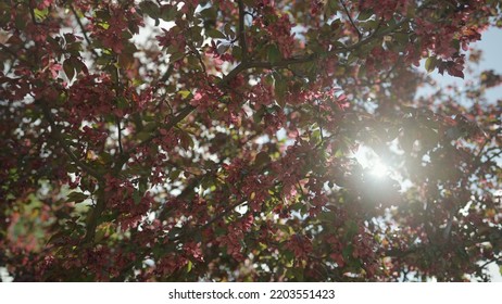 Slow Motion Gimbal Shot Of Red Apple Tree Blossom In Late Sprink Or Early Summer, 120fps