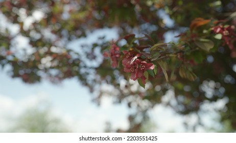 Slow Motion Gimbal Shot Of Red Apple Tree Blossom In Late Sprink Or Early Summer, 120fps