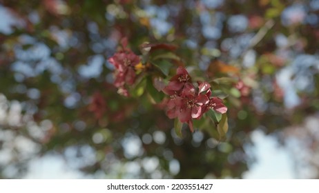 Slow Motion Gimbal Shot Of Red Apple Tree Blossom In Late Sprink Or Early Summer, 120fps