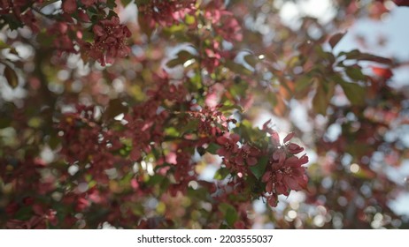 Slow Motion Gimbal Shot Of Red Apple Tree Blossom In Late Sprink Or Early Summer, 120fps